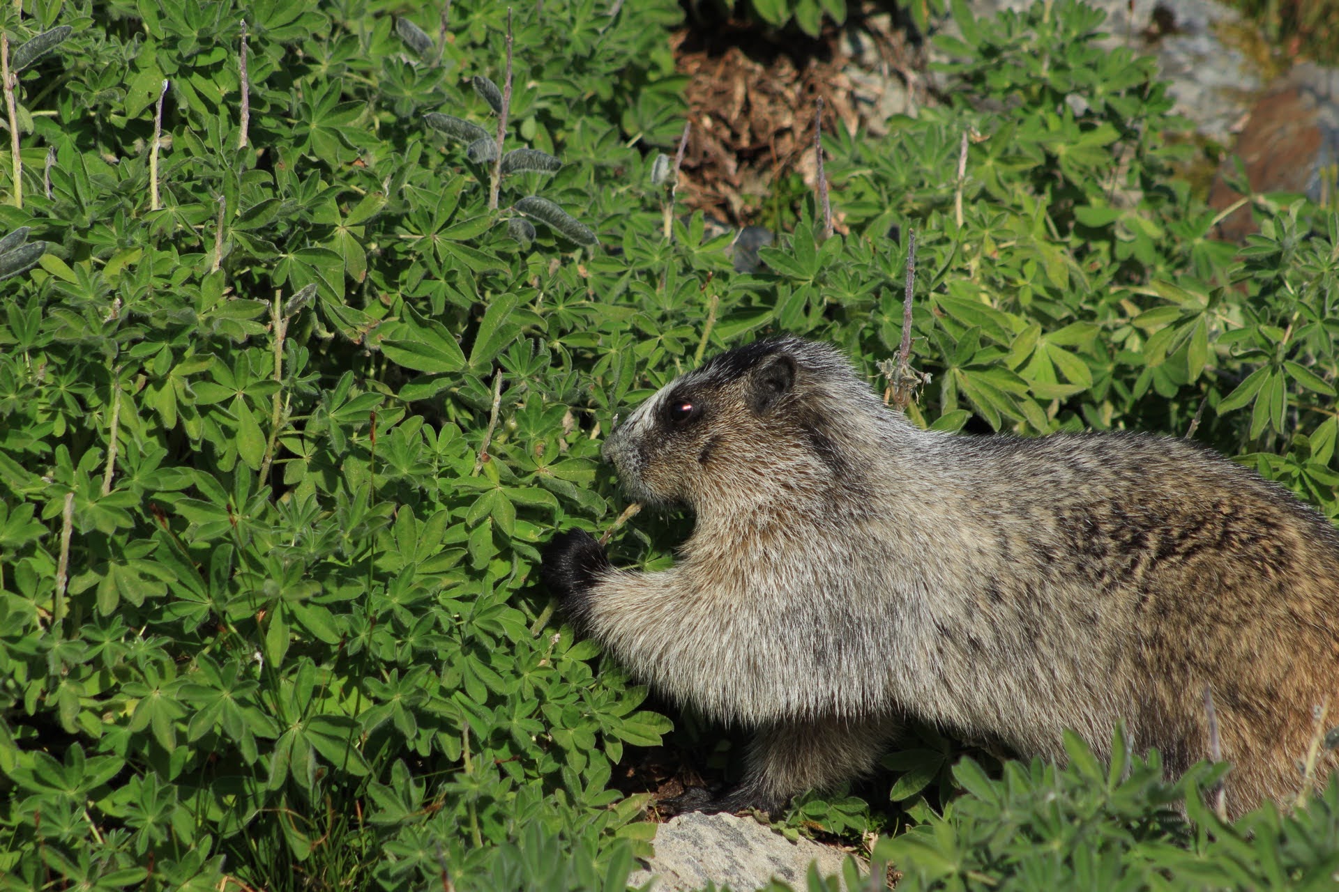 Marmot Photo